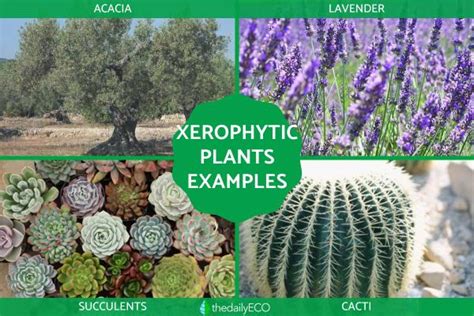  Xerophytes: Tough Guys of the Plant World! A Journey into Dry Garden Design